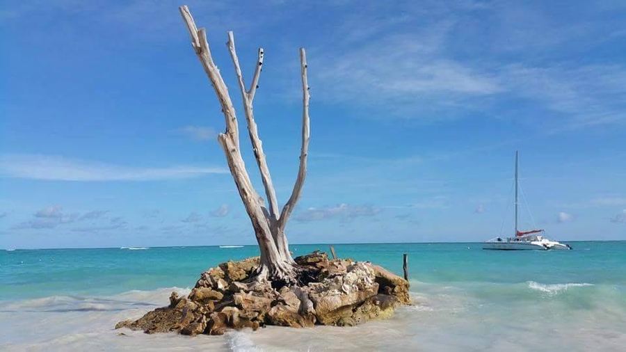 A driftwood tree on a rocky outcrop in turquoise Caribbean water