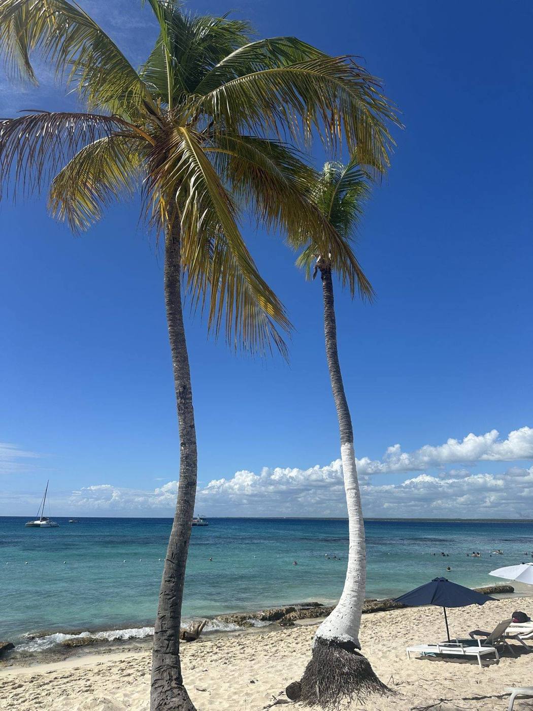 Tall palm trees leaning over a white sand beach and clear blue water