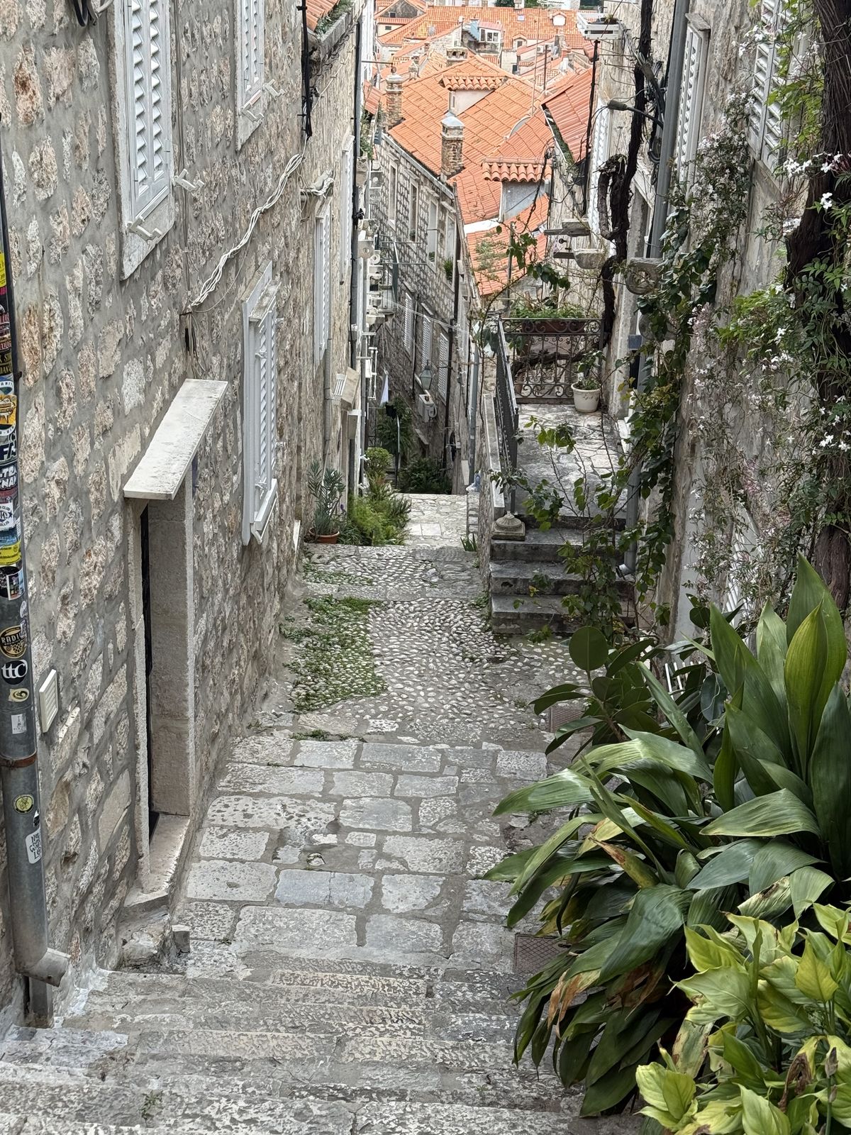 A narrow stone stairway in Dubrovnik’s Old Town, lined with potted plants and climbing vines under terracotta rooftops