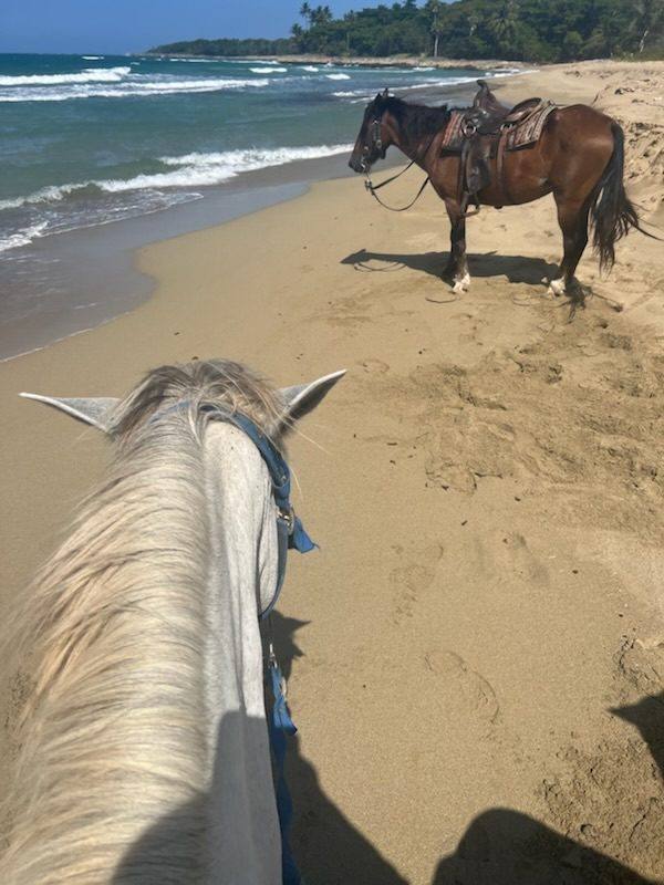 The view between a white horse’s ears on a horseback ride along the beach