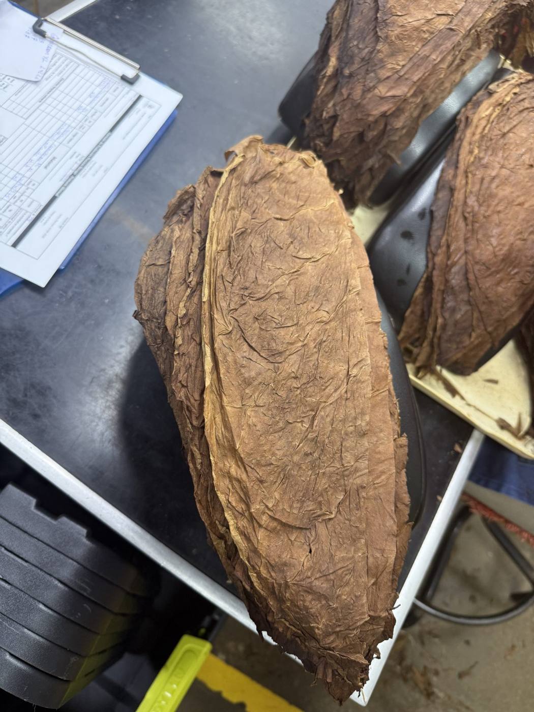 Dried tobacco leaves bundled on a work table at the La Aurora cigar factory