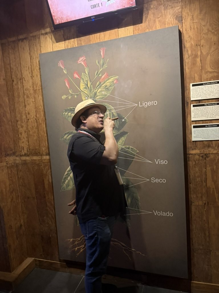 A tour guide in a straw hat explains the leaves of the tobacco plant in front of an illustrated wall panel