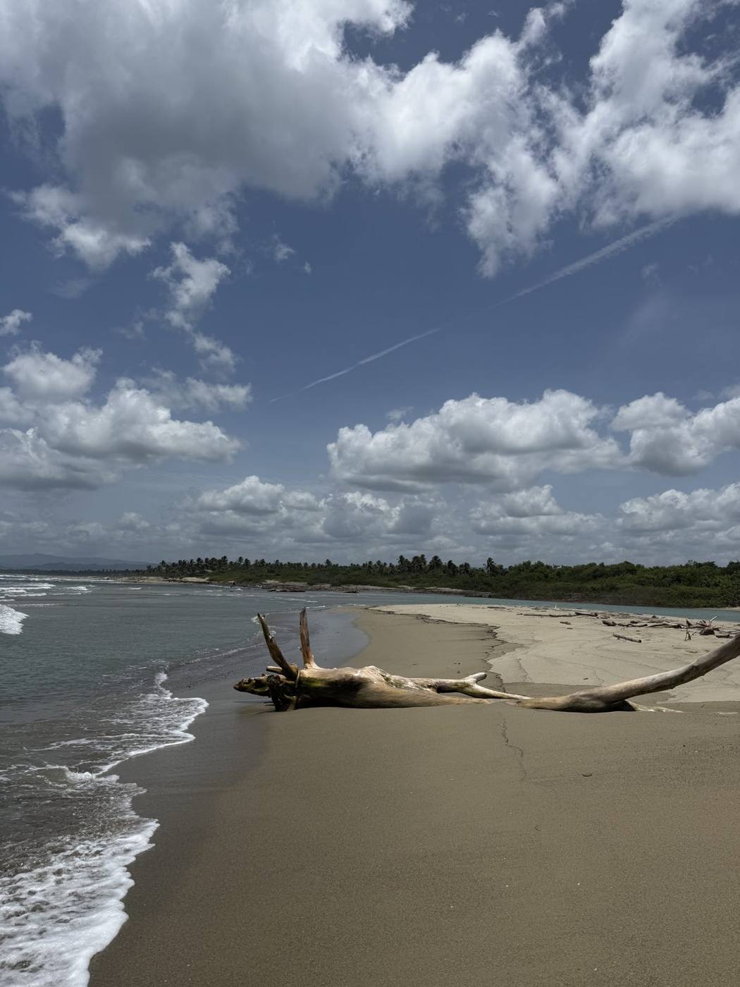 Driftwood on a wide, empty sand beach with waves and puffy clouds on the North Coast