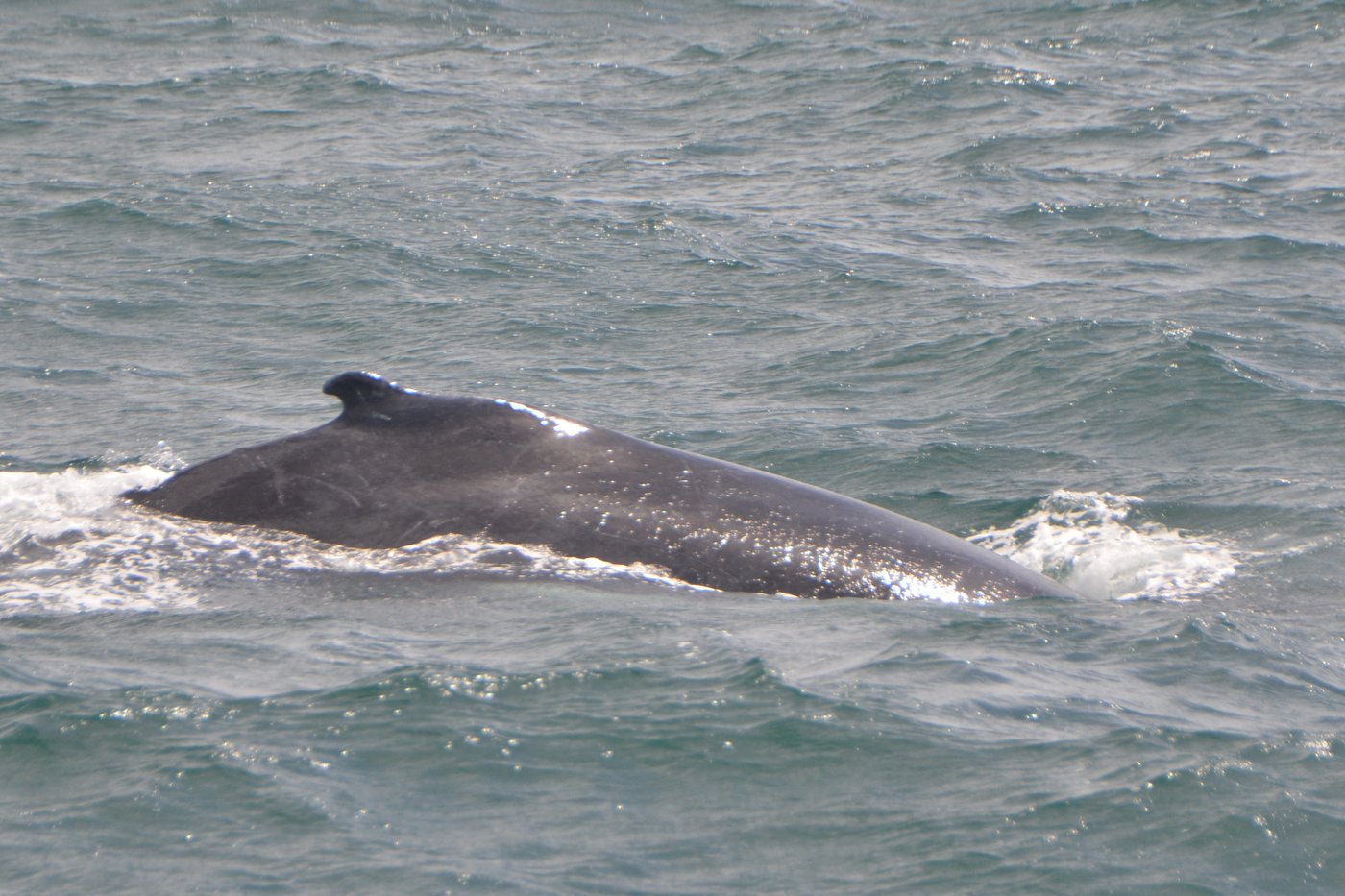 The dark back and small dorsal fin of a humpback whale curving through the water in Samaná Bay