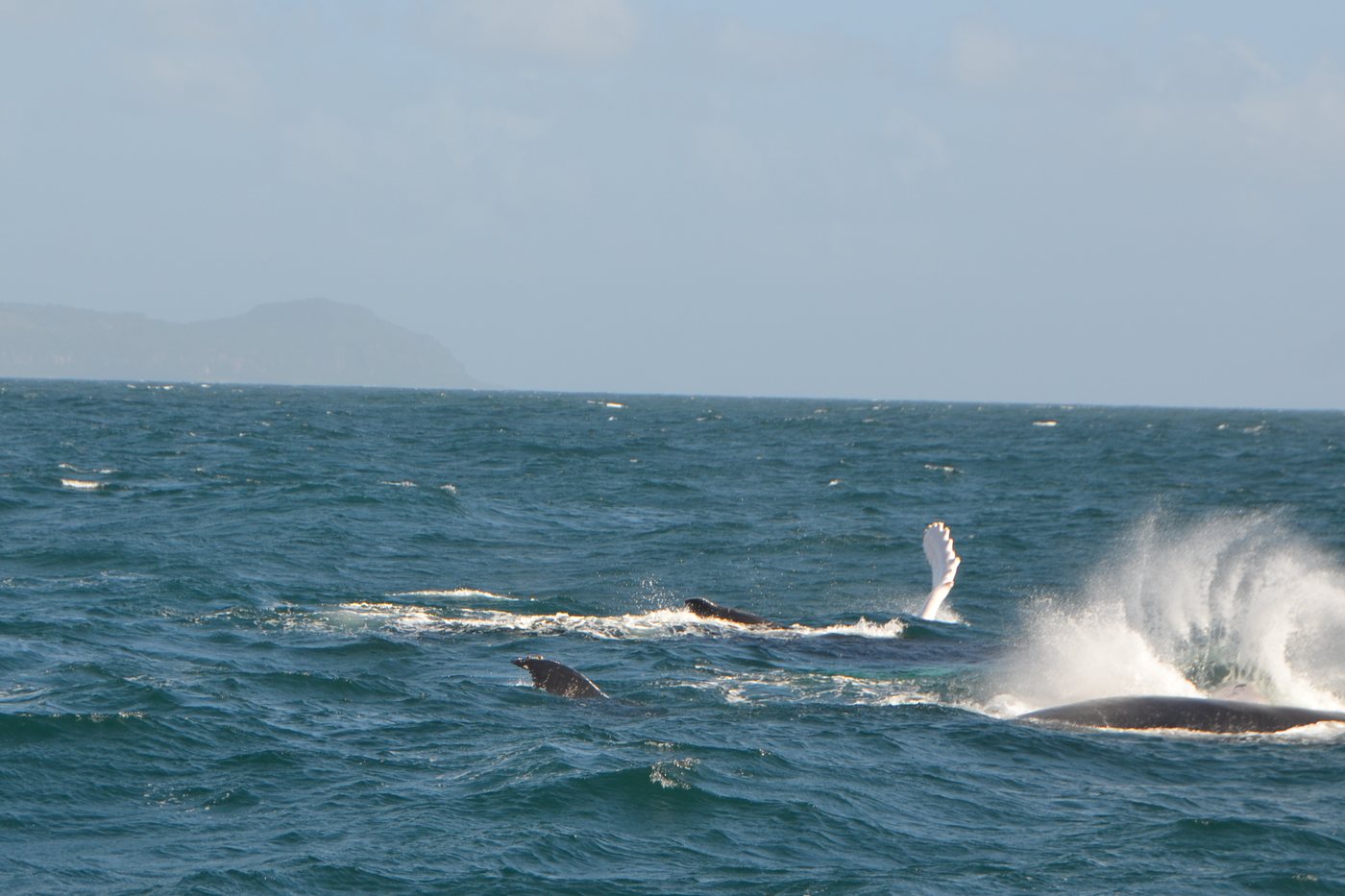 Several humpback whales in Samaná Bay, one raising a white fin while another sends up a burst of spray