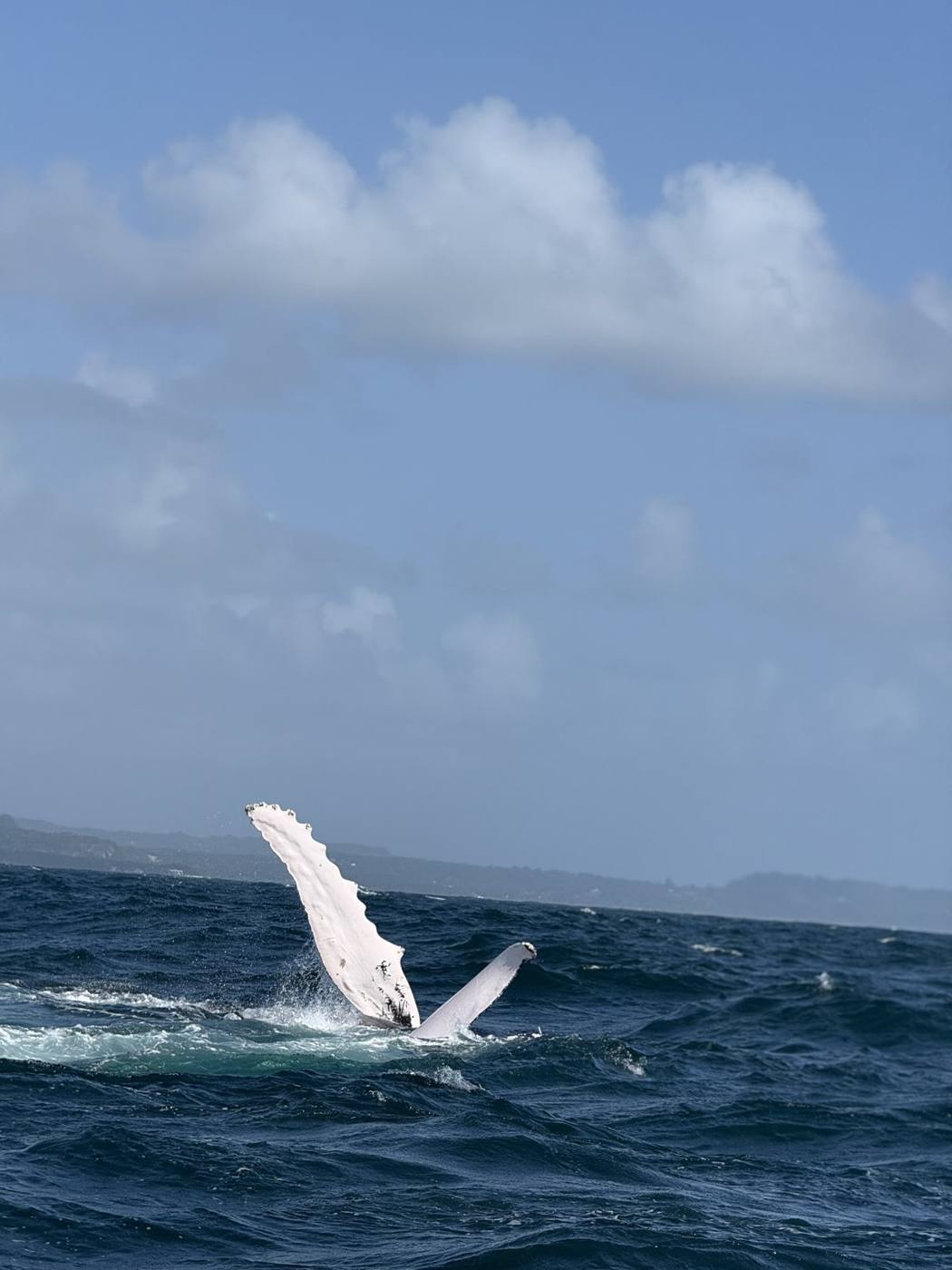 A humpback whale twisting out of the water in a breach near the boat