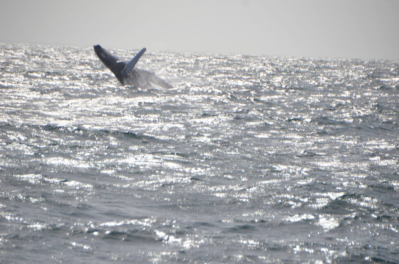 A humpback whale breaching out of the sparkling water of Samaná Bay