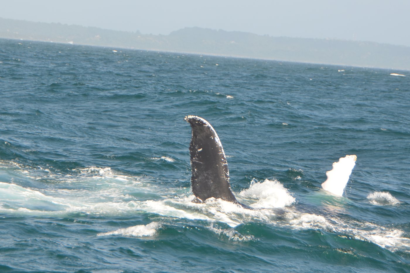 A humpback whale rolling at the surface of Samaná Bay with a dark fin and a white fin raised above the water