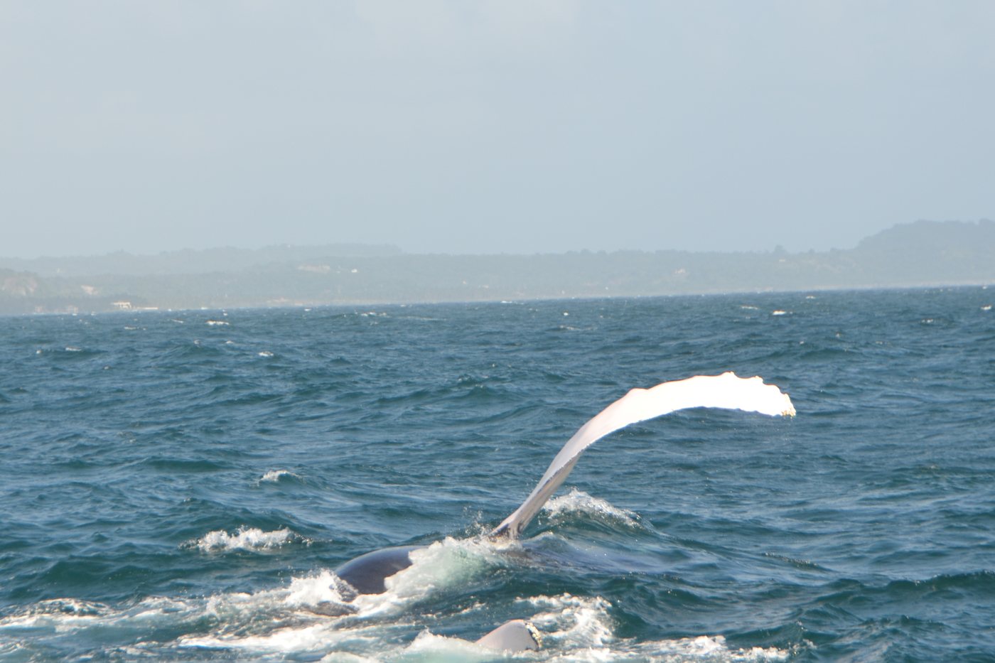 A humpback whale arching its long white pectoral fin over the water, with the Samaná hills behind