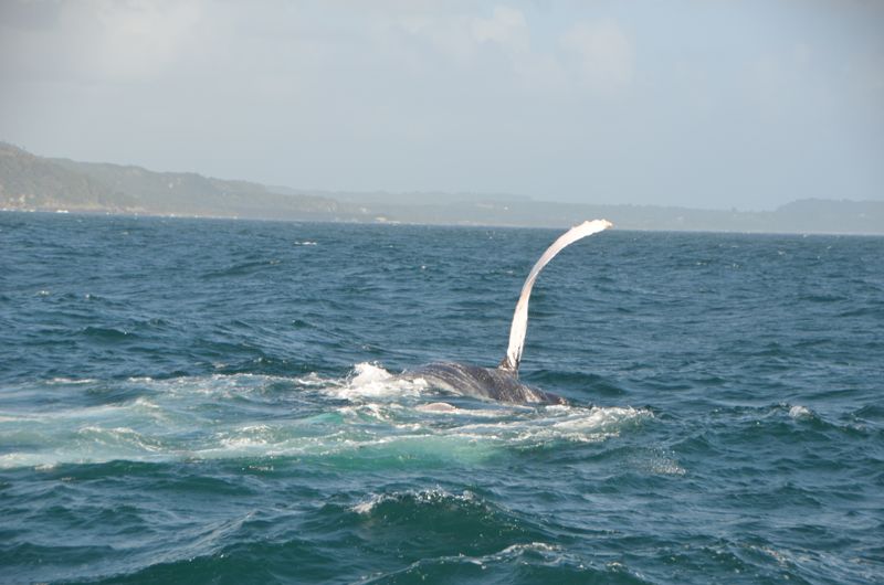 A humpback whale waving its pectoral fin