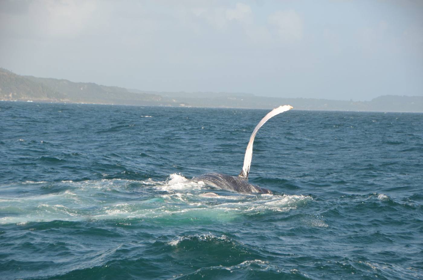 A humpback whale raising its long white pectoral fin out of the water in Samaná Bay