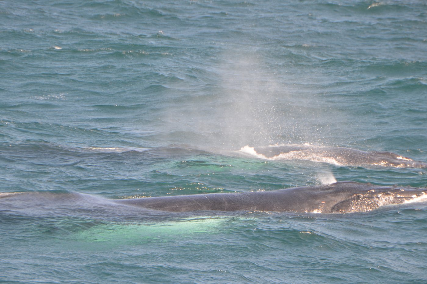A humpback whale’s spout misting above the water as two whales swim at the surface