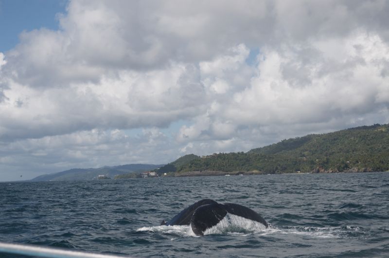 A humpback whale surfacing in Samaná Bay, with green hills on the shore behind it