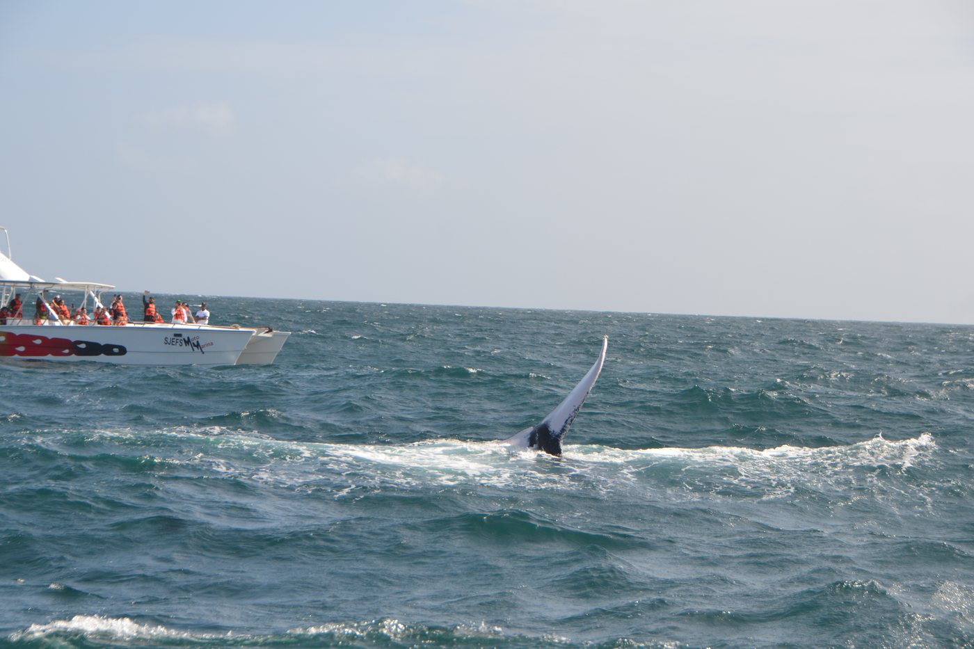 A humpback whale’s tail rising from the water while a whale-watching boat full of passengers waits at a distance